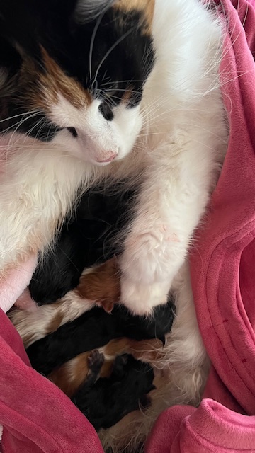 La portée du 7 mai 2026 au Coon des Sommets portee-chatons-maine-coon-haute-savoie-7-mai-2026